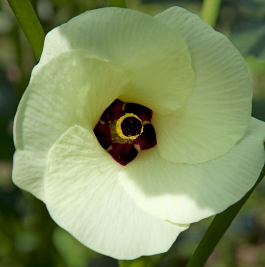 Okra flower