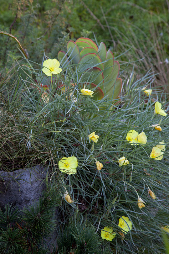 Oenothera freemontii