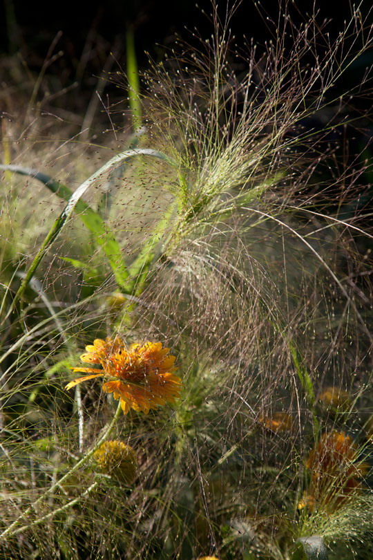 Gaillardia aristata 'Oranges and lemons'