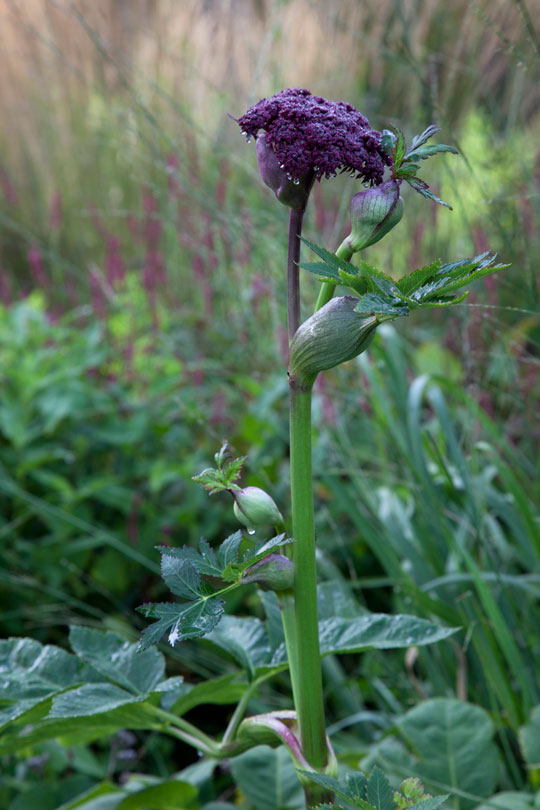 Angelica gigas