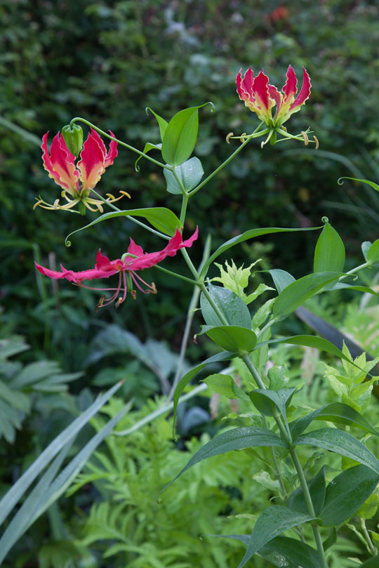 Gloriosa superba
