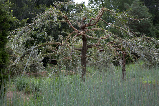 Salix alba 'Britzensis'