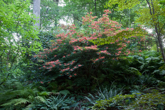 Rhododendron prunifolium