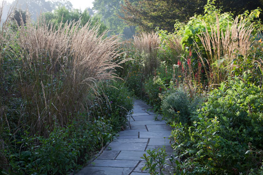 Calamagrostis x acutiflora 'Karl Foerster'