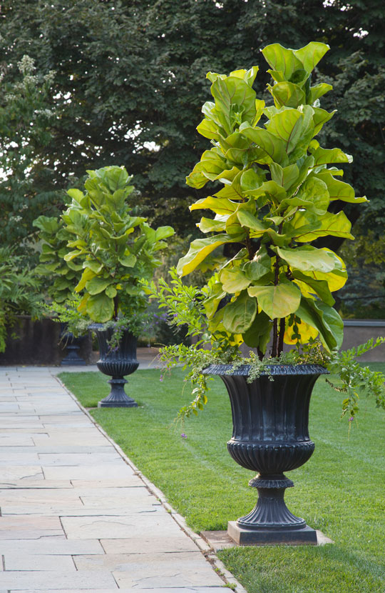 Ficus lyrata