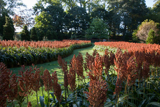 Dwarf grain Sorghum