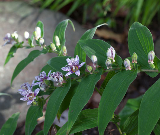 Tricyrtis hirta 'Miyazaki'