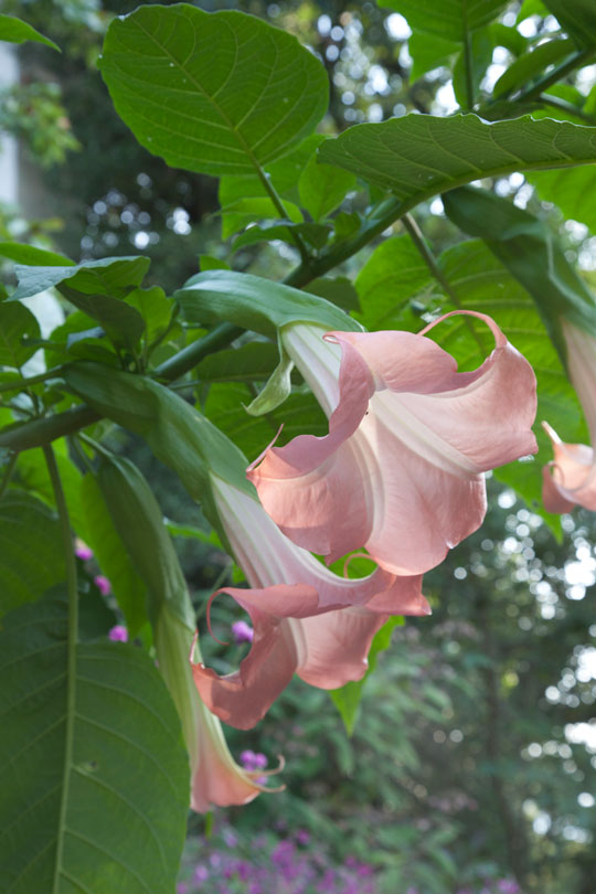 Brugmansia 'Pink Beauty'