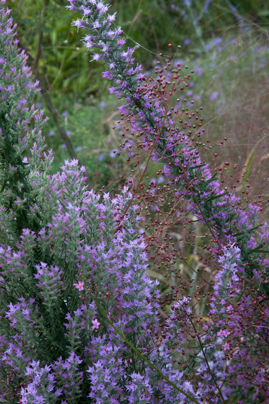 Liatris elegans