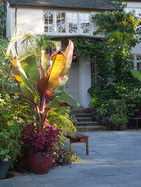 Ensete ventricosum 'Maurelli'