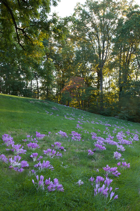 The Bulb Meadow
