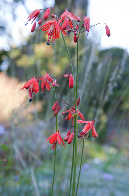 Bessera elegans