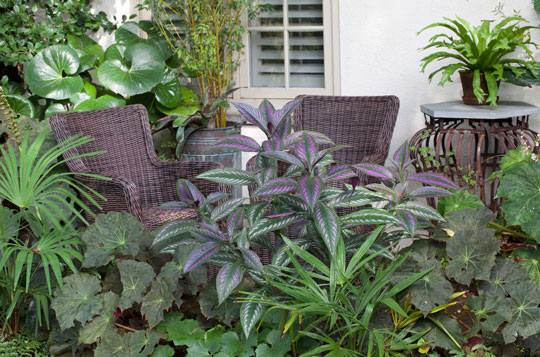 Strobilanthes dyerianus