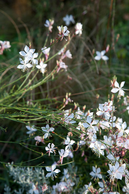 Gaura lindheimeri 'Whirling Butterflies'