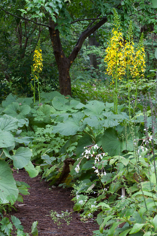Ligularia fisherii