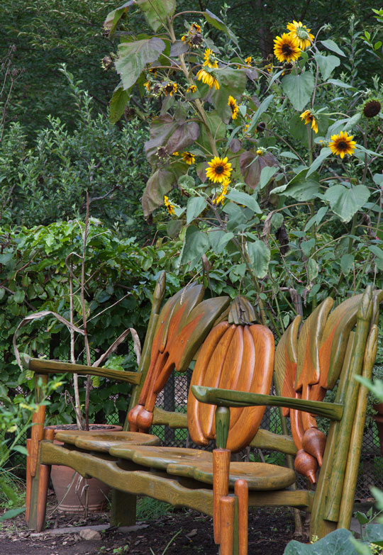 Helianthus sp.