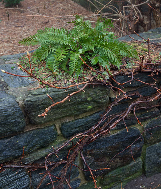 Polypodium vulgare (Uulong Island)