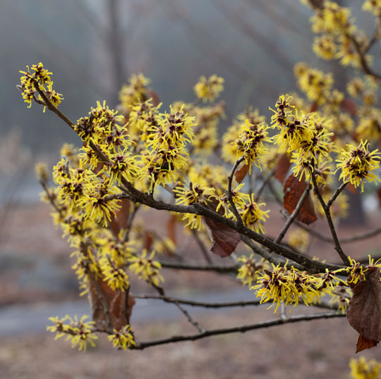 Hamamelis mollis 'Early Bright'