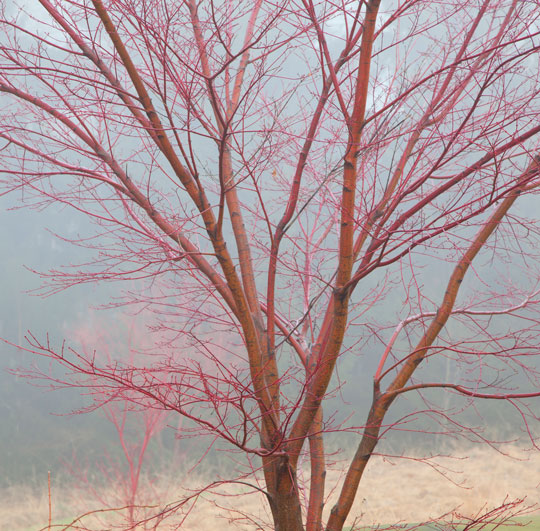 Acer palmatum 'Sango Kaku'
