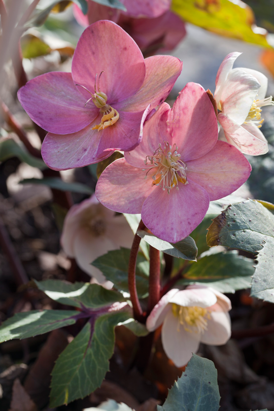 Helleborus x ballardiae 'HGC Pink Frost'