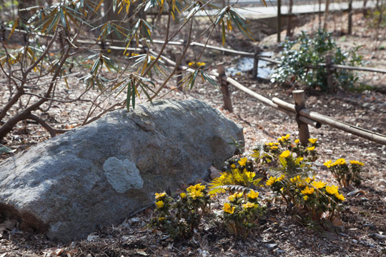 Adonis amurensis 'Fukujukai'