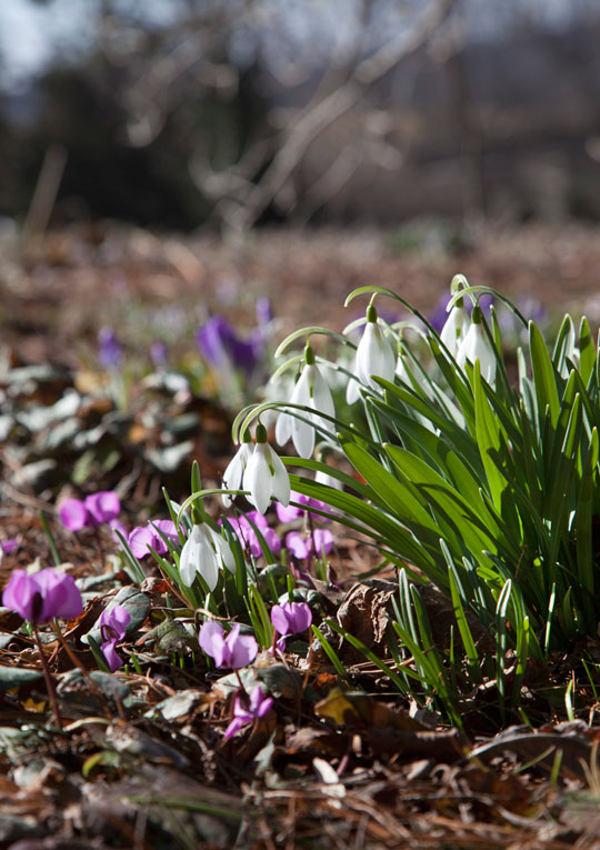 Galanthus elwesii