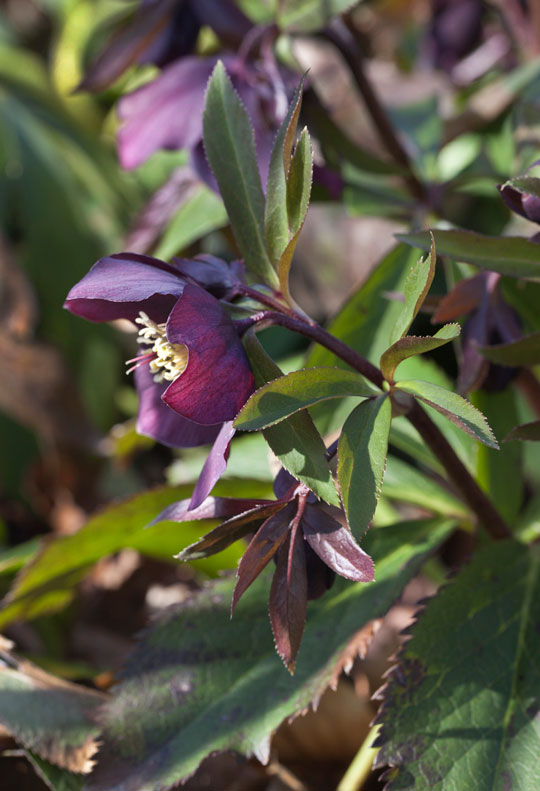Helleborus x hybridus 'Blue Lady'