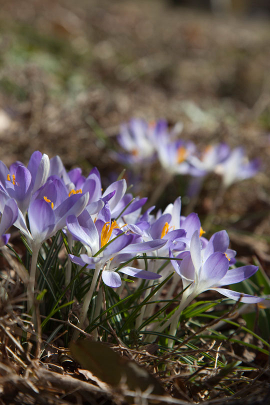 Crocus tommasinianus