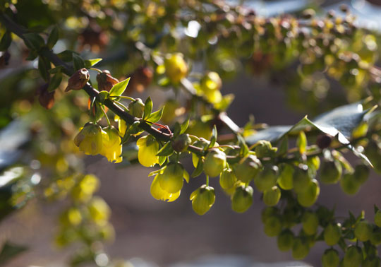 Mahonia japonica