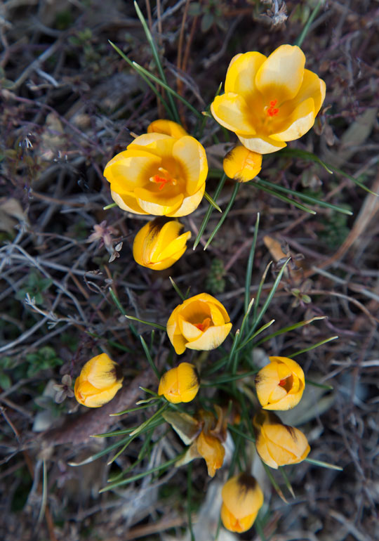 Crocus 'Goldilocks'