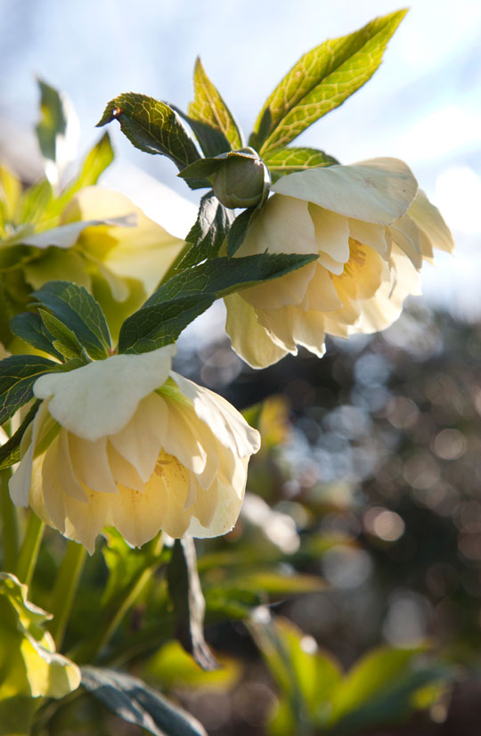 Helleborus x ballardiae 'HGC Pink Frost'